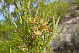 Image of Dodonaea viscosa subsp. viscosa