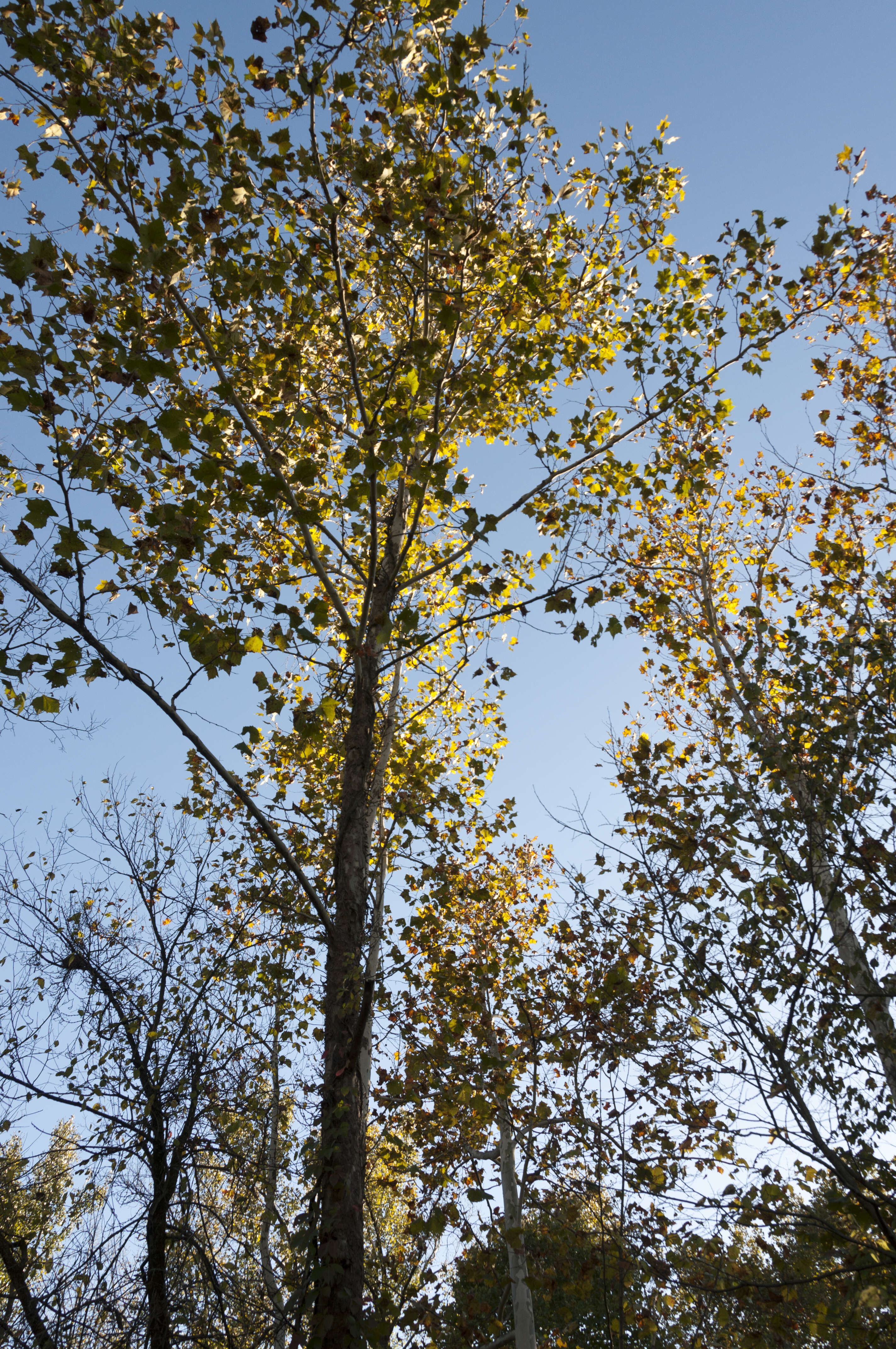 Image of Virginia creeper