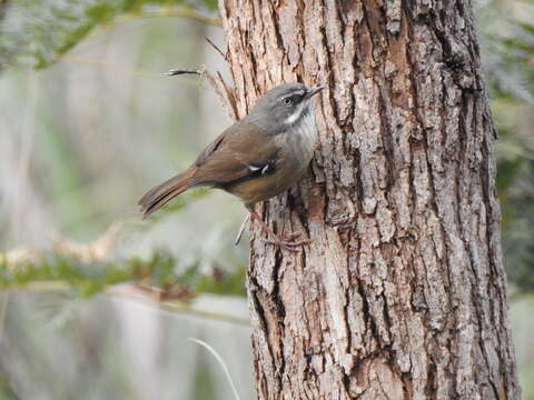 Image of White-browed Scrubwren