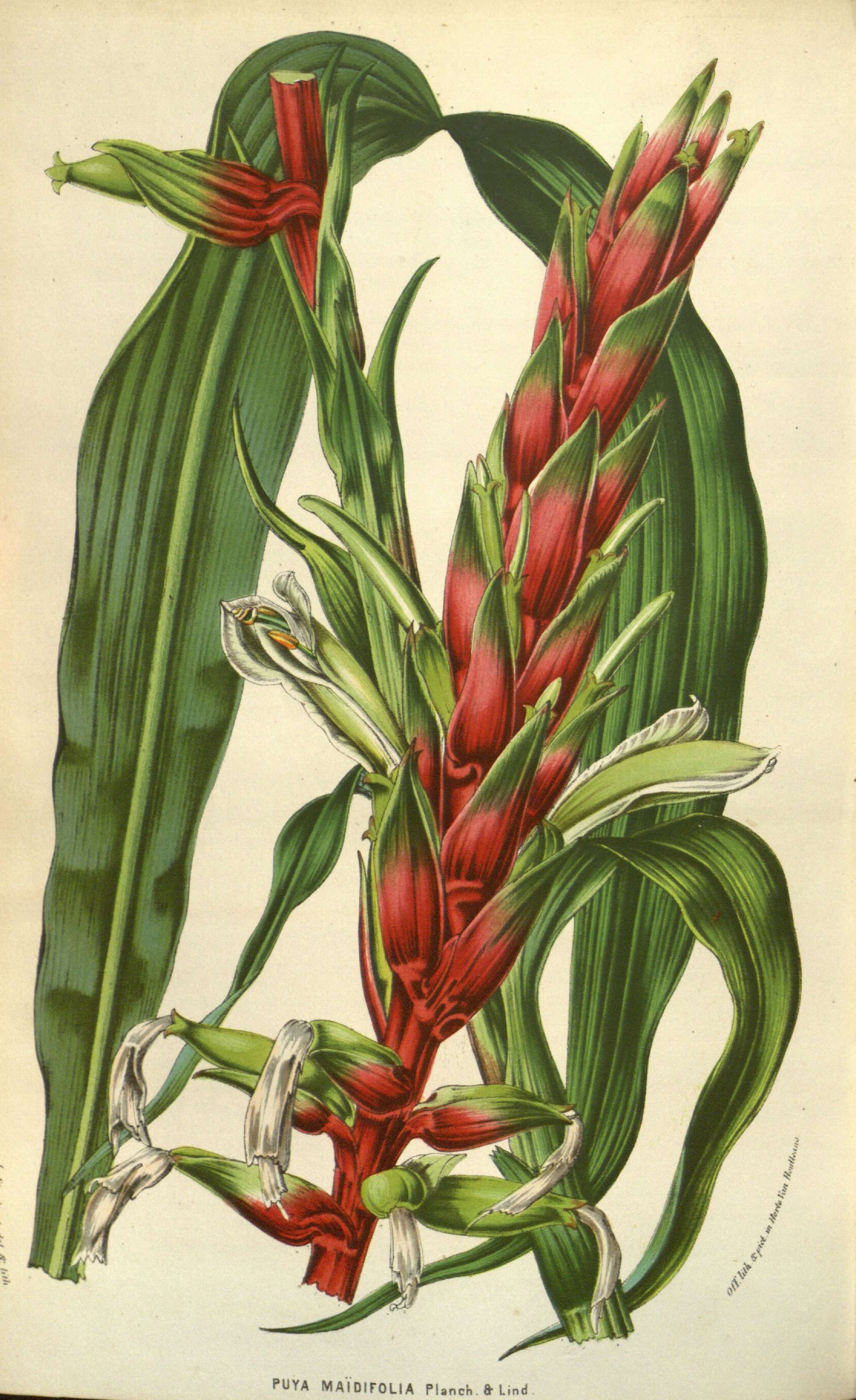Image of Pitcairnia maidifolia (C. Morren) Decne. ex Planch.