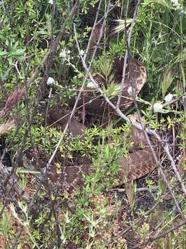 Image of Crotalus ruber ruber Cope 1892