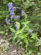 Image of finetooth beardtongue