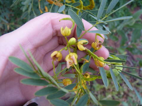 Image of <i>Senna costata</i>