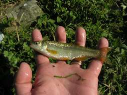 Image of Toscana stream chub