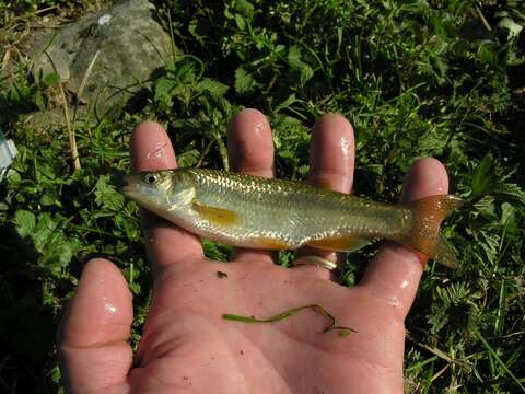 Image of Toscana stream chub