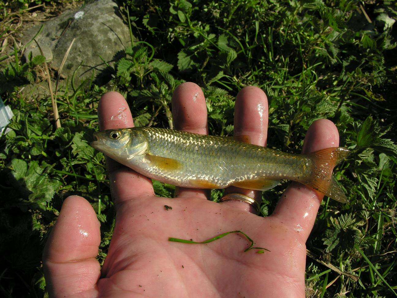 Image of Toscana stream chub