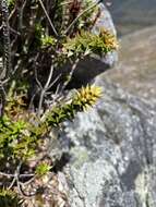 Image of Richea sprengelioides (R. Br.) F. Muell.