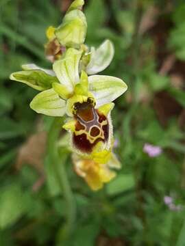 Image of Ophrys fuciflora subsp. bornmuelleri (M. Schulze) B. Willing & E. Willing