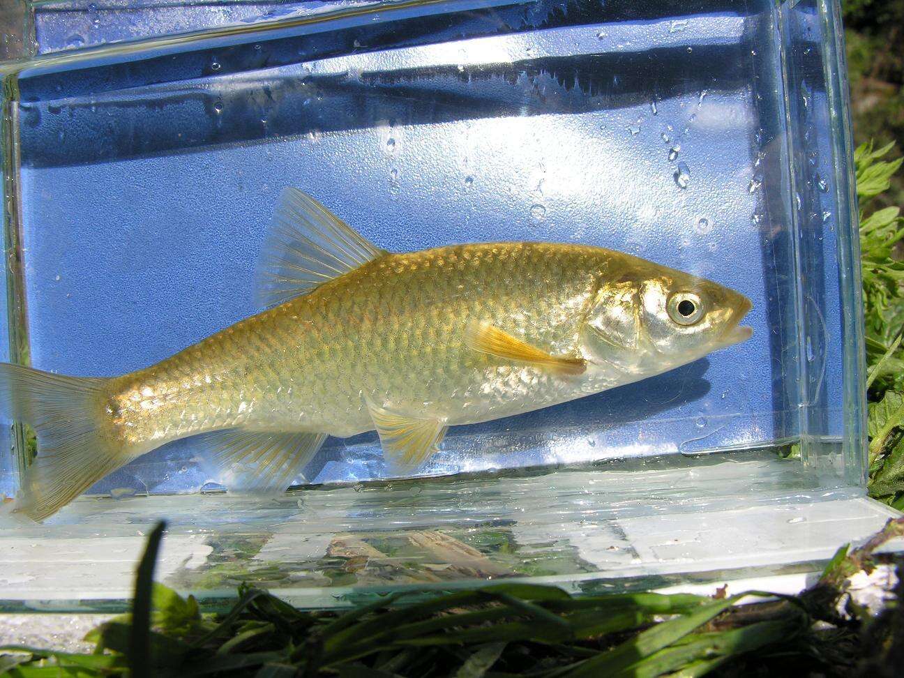 Image of Toscana stream chub