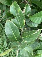 Imagem de Ficus cumingii Miq.