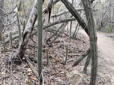 Plancia ëd Pilosocereus purpusii (Britton & Rose) Byles & G. D. Rowley