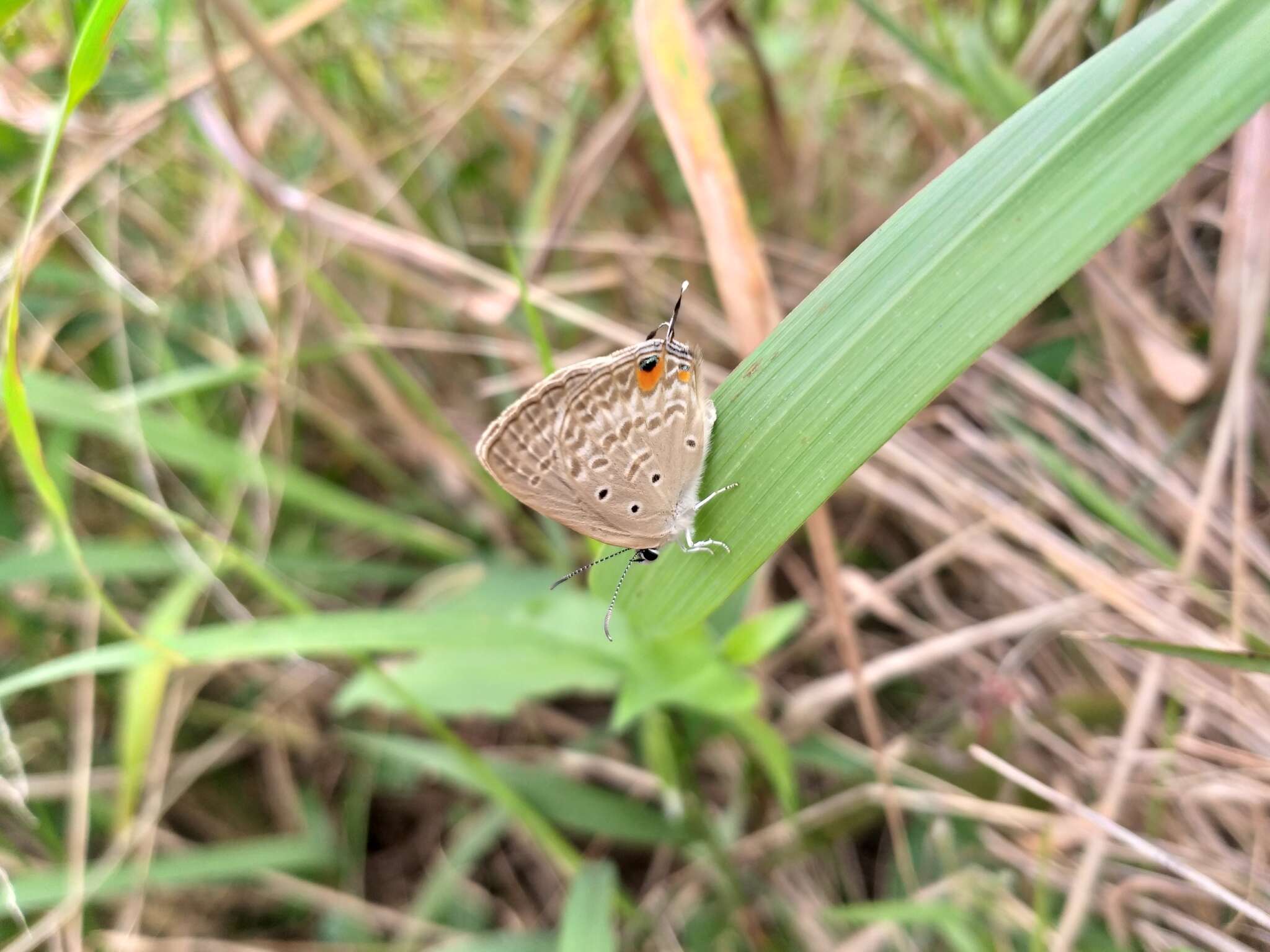 Слика од Euchrysops barkeri (Trimen 1893)