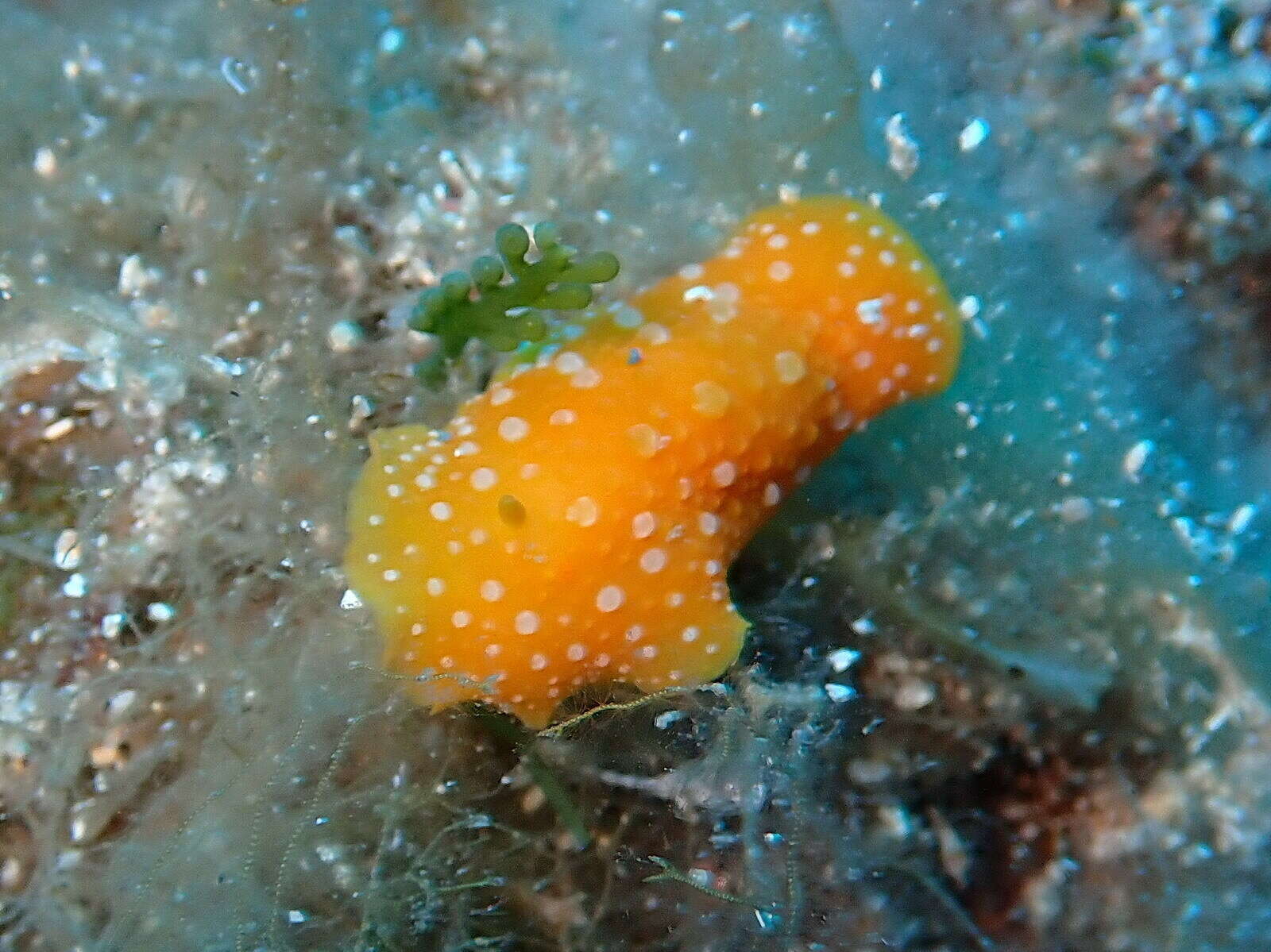 Image of white-spotted yellow nudibranch