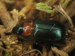 Image of Lebia (Lamprias) cyanocephala (Linnaeus 1758)