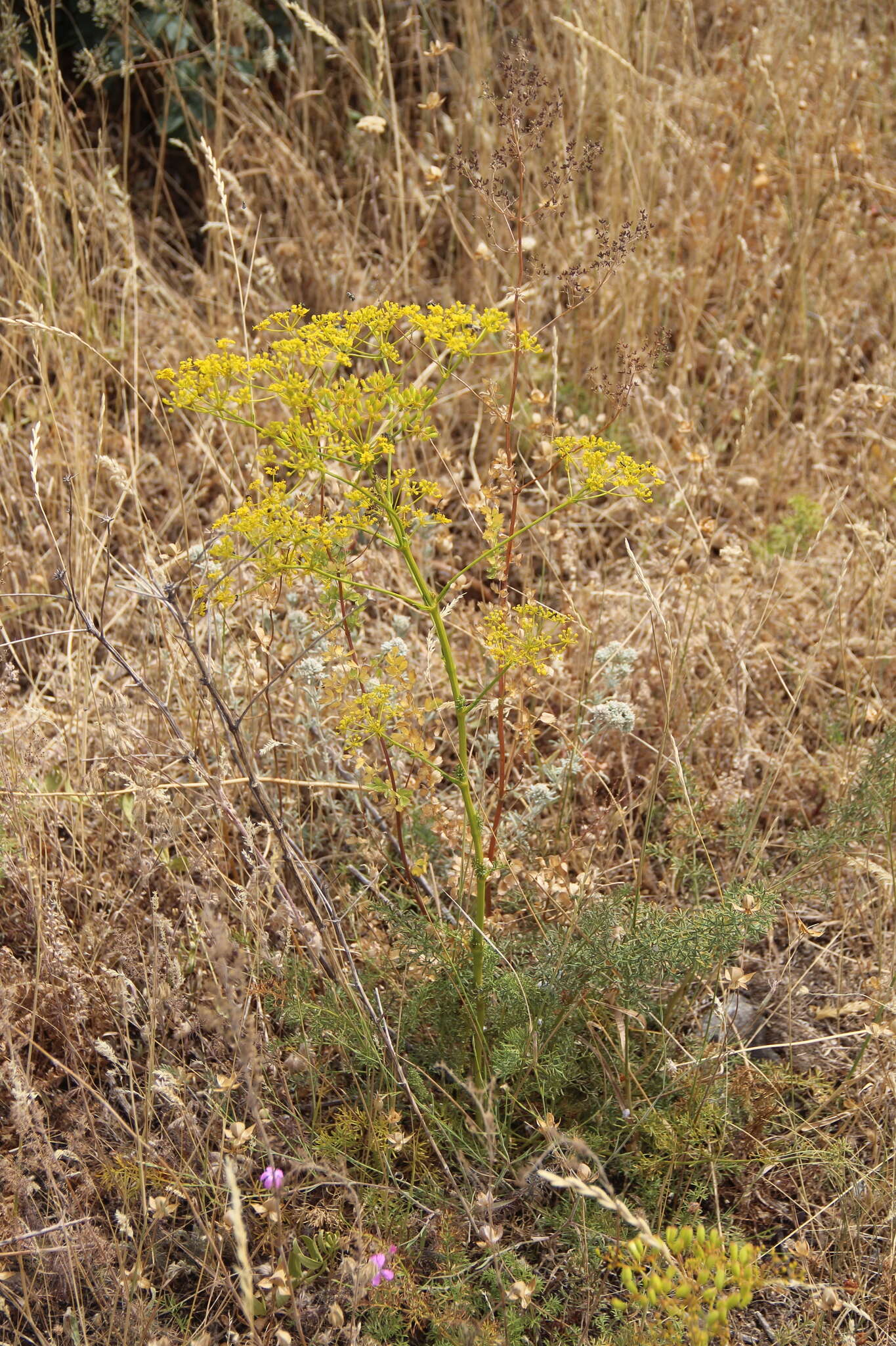 Image of Ferulago campestris (Besser) Grec.