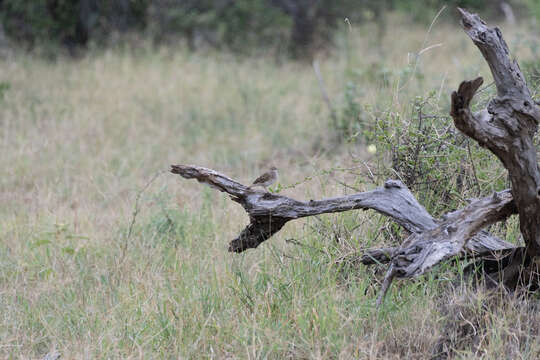 Image of Bush Pipit