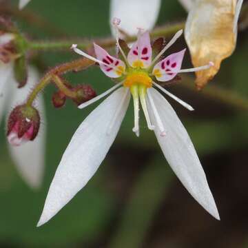 Image of creeping saxifrage