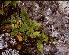 Sivun Polypodium saximontanum Windham kuva