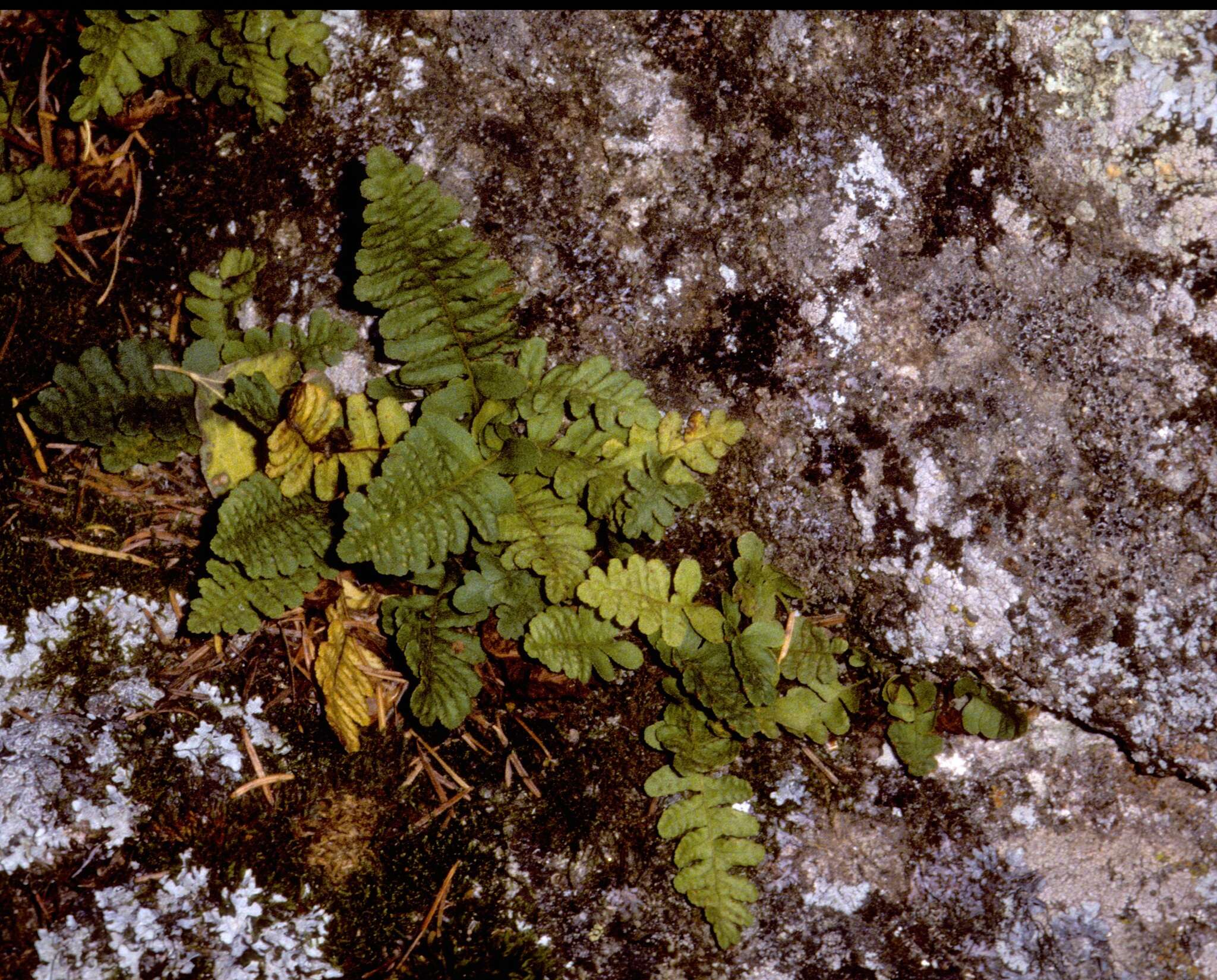 Image of Rocky Mountain polypody