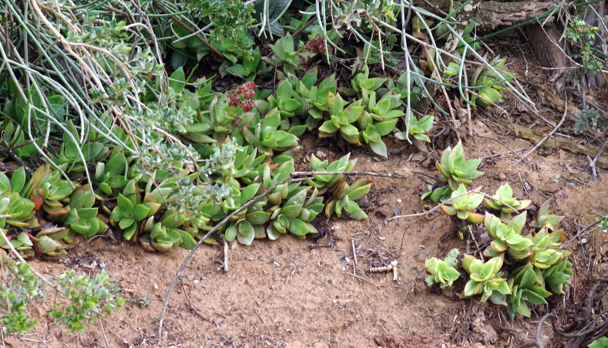 Image of Crassula lactea