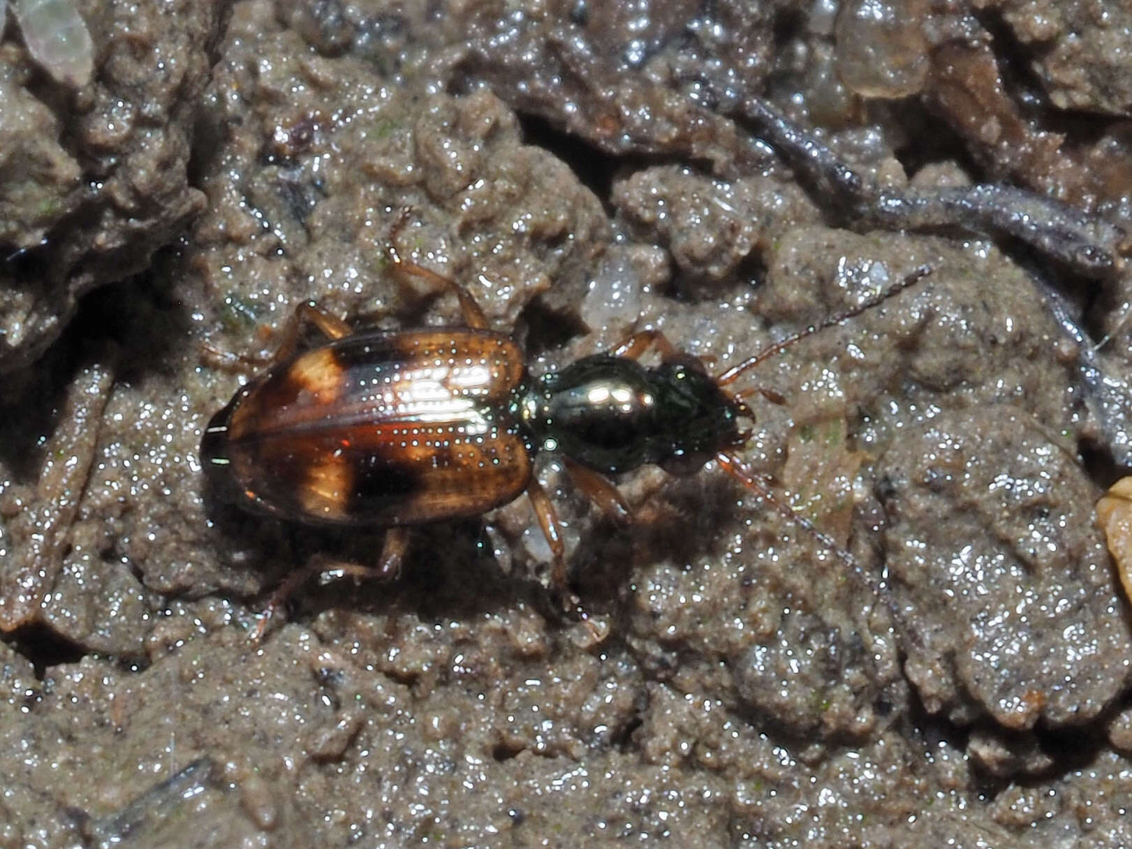 Image of Bembidion (Trepanes) articulatum (Panzer 1796)