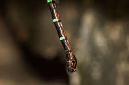 Image of Green-striped Darner