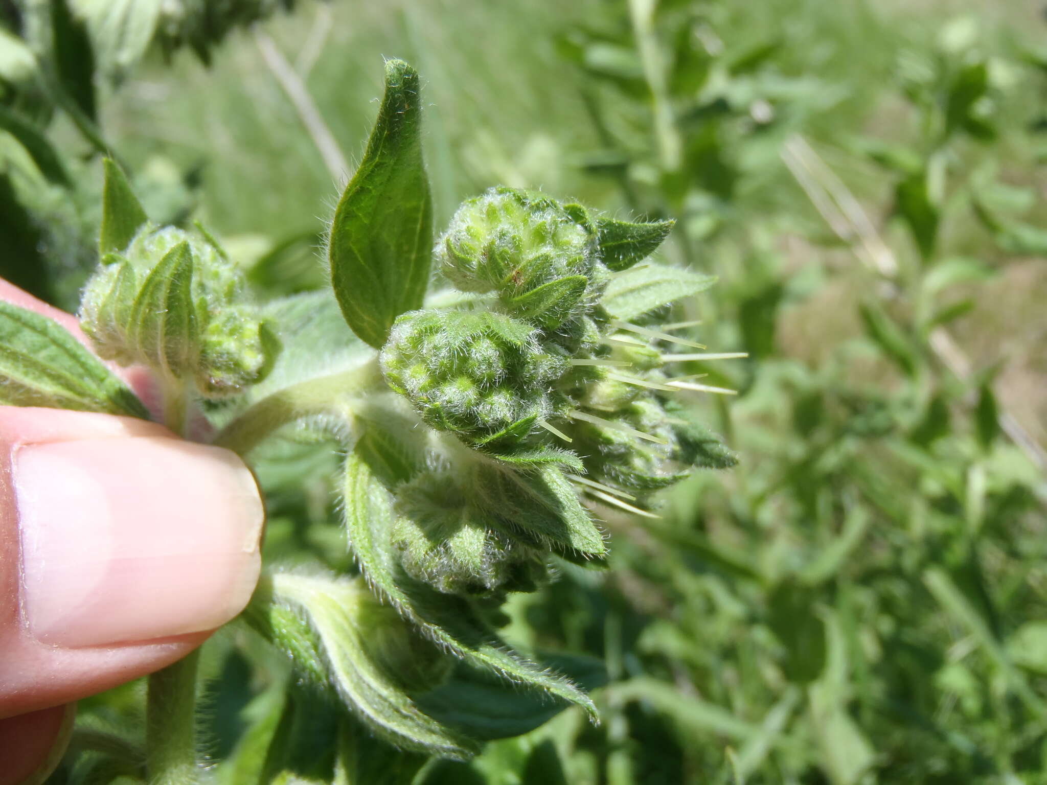 Image of western marbleseed