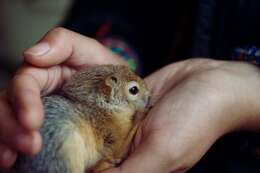 Image of Sciurus subgen. Tenes Thomas 1909