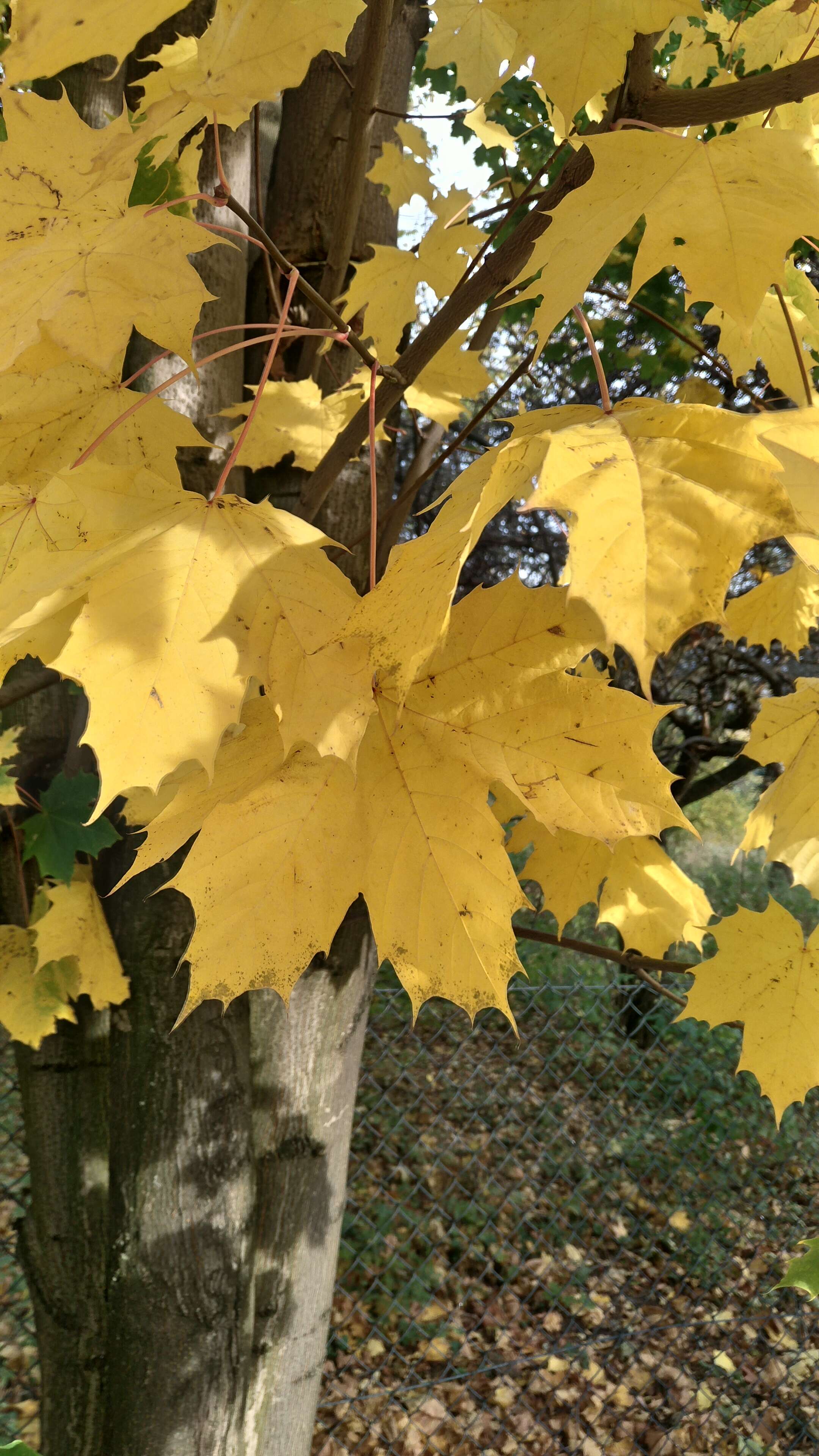 Image of Norway Maple