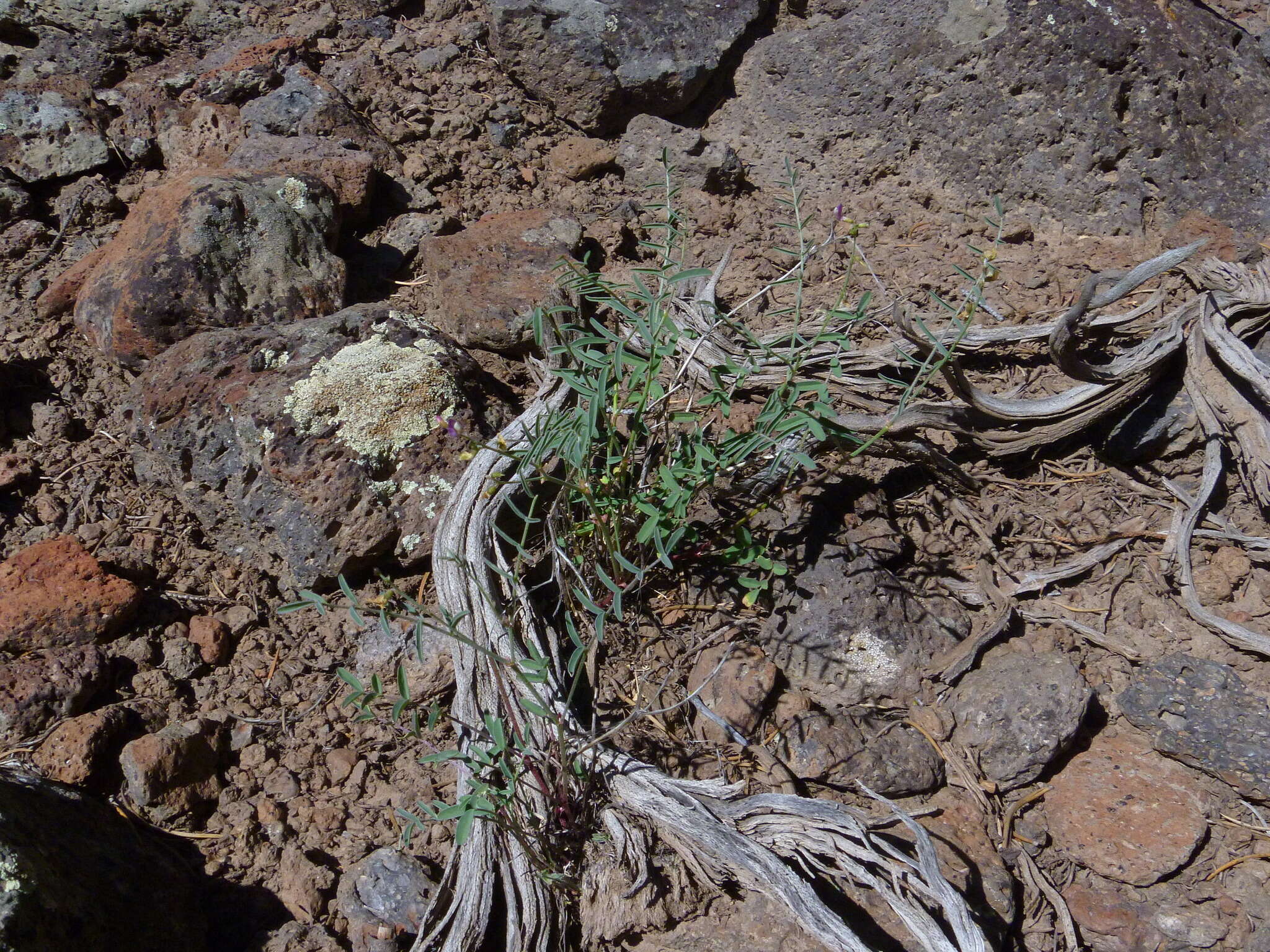 صورة Astragalus straturensis M. E. Jones