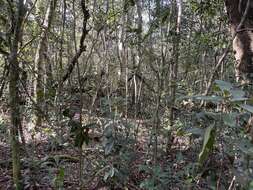 Image of Costa Rican lady's tresses