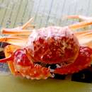Image of gladiator box crab