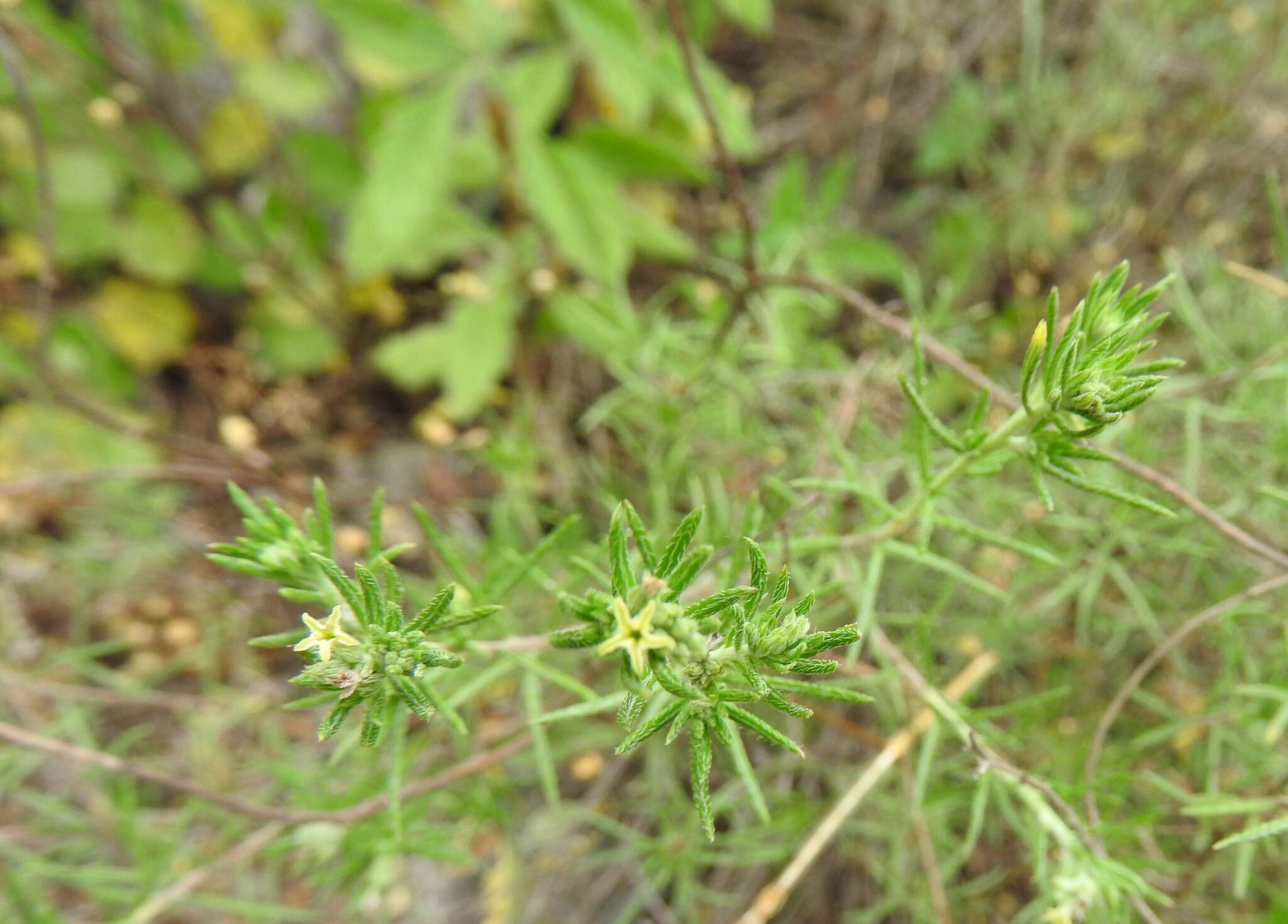 Image of slimleaf heliotrope