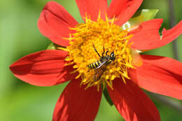 Image of Paranthidium gabbii (Cresson 1878)