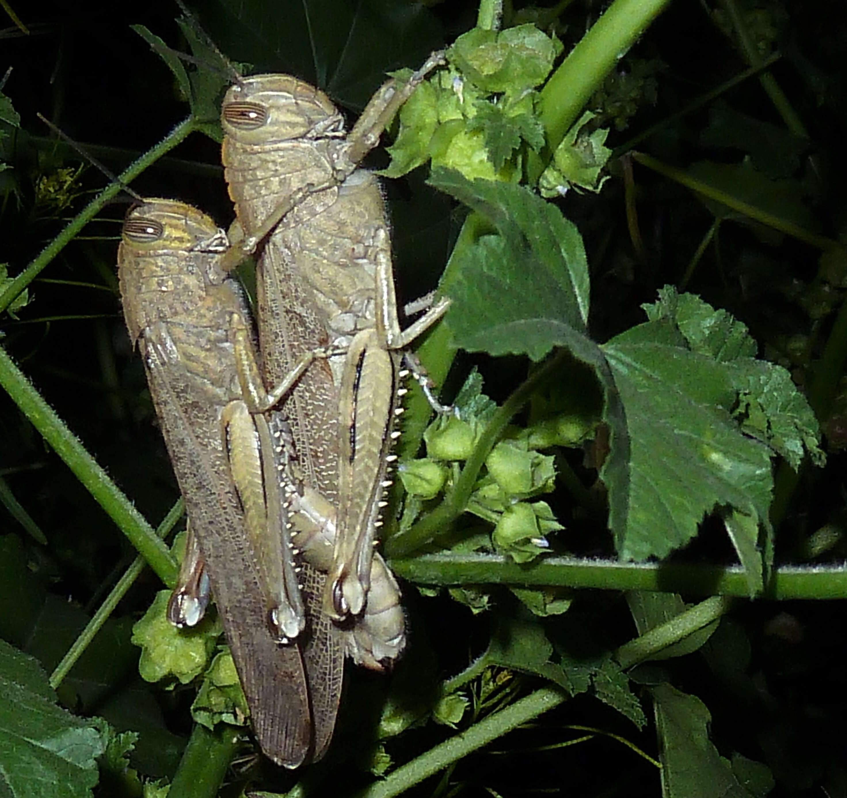 Image of egyptian grasshopper, tree locust