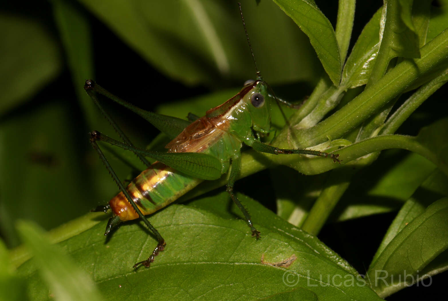 Image de Conocephalus (Anisoptera) ochrotelus Rehn, J. A. G. & Hebard 1915