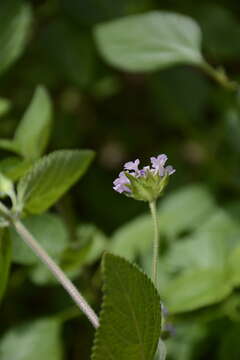 Image of Lantana indica Roxb.