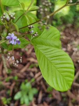 Vitex cooperi Standl.的圖片