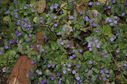 Image of Hygrophila serpyllum (Nees) T. Anderson