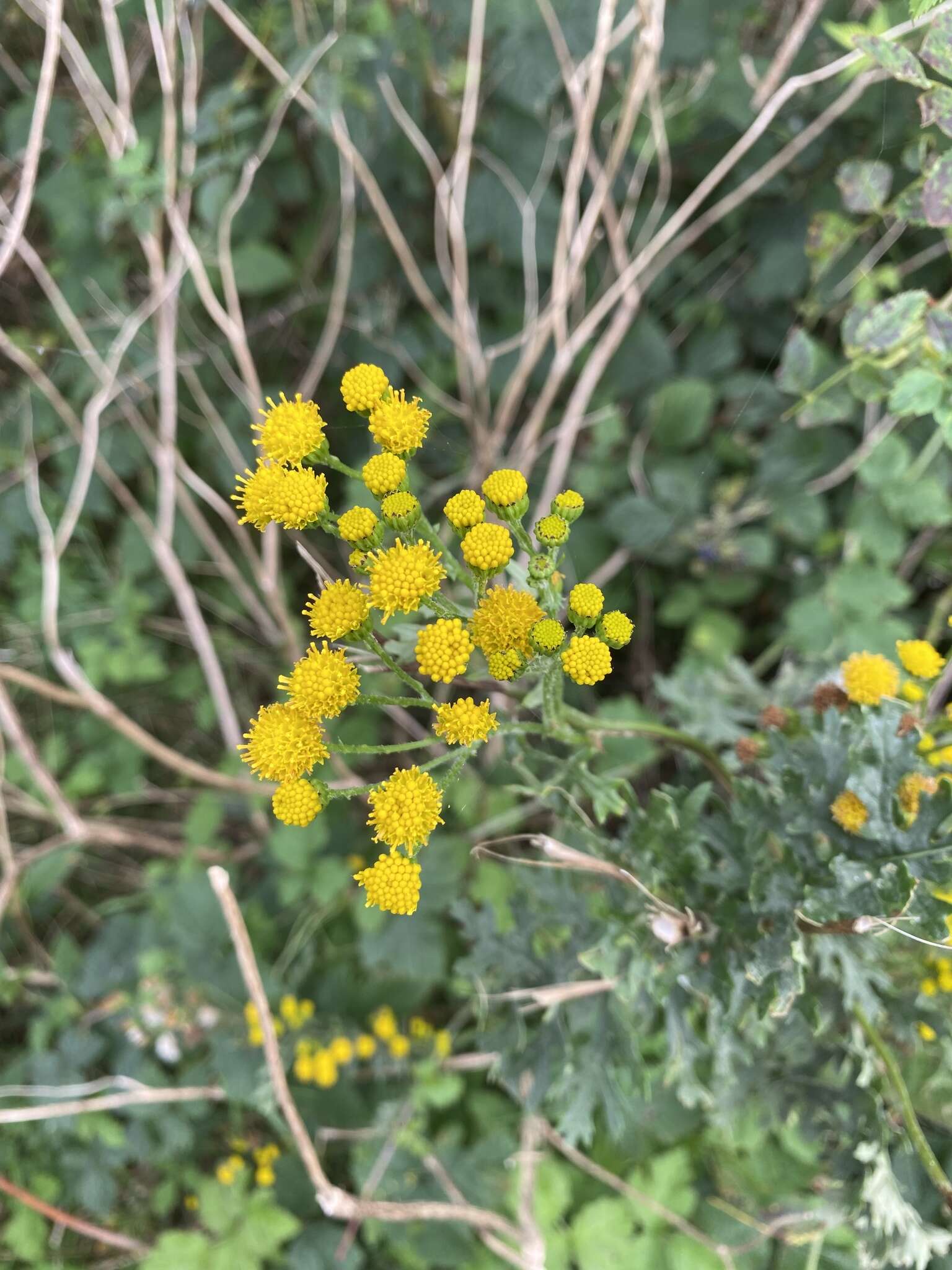 Sivun Jacobaea vulgaris subsp. dunensis (Dumort.) Pelser & Meijden kuva