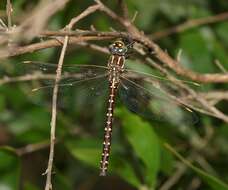 Image of Spinaeschna tripunctata (Martin 1901)