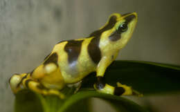 Image of Clown Frog