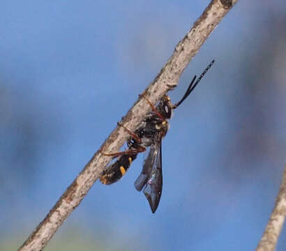 Image of Lasioglossum peraustrale (Cockerell 1904)