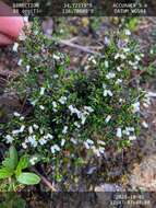 Image of Cryptandra arbutiflora Fenzl