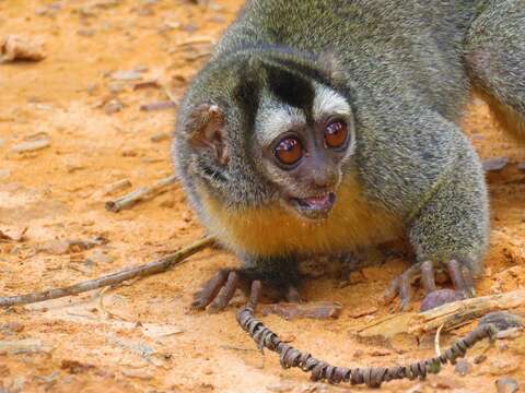 Image of Black-headed Night Monkey