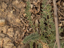 Image of Oxytropis bicolor Bunge