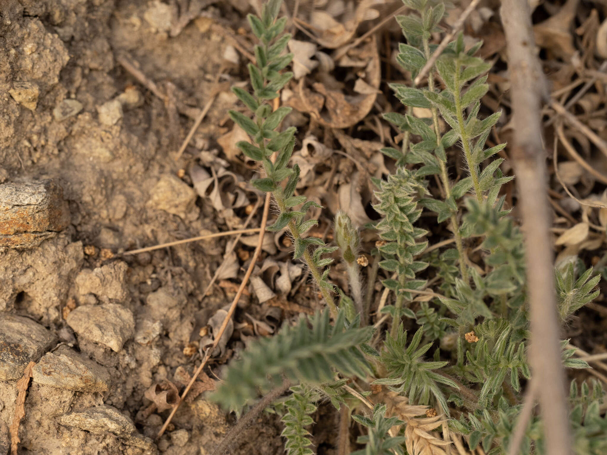 Image of Oxytropis bicolor Bunge