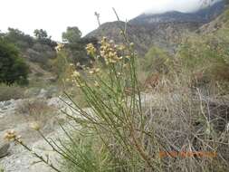 Image of California broomsage