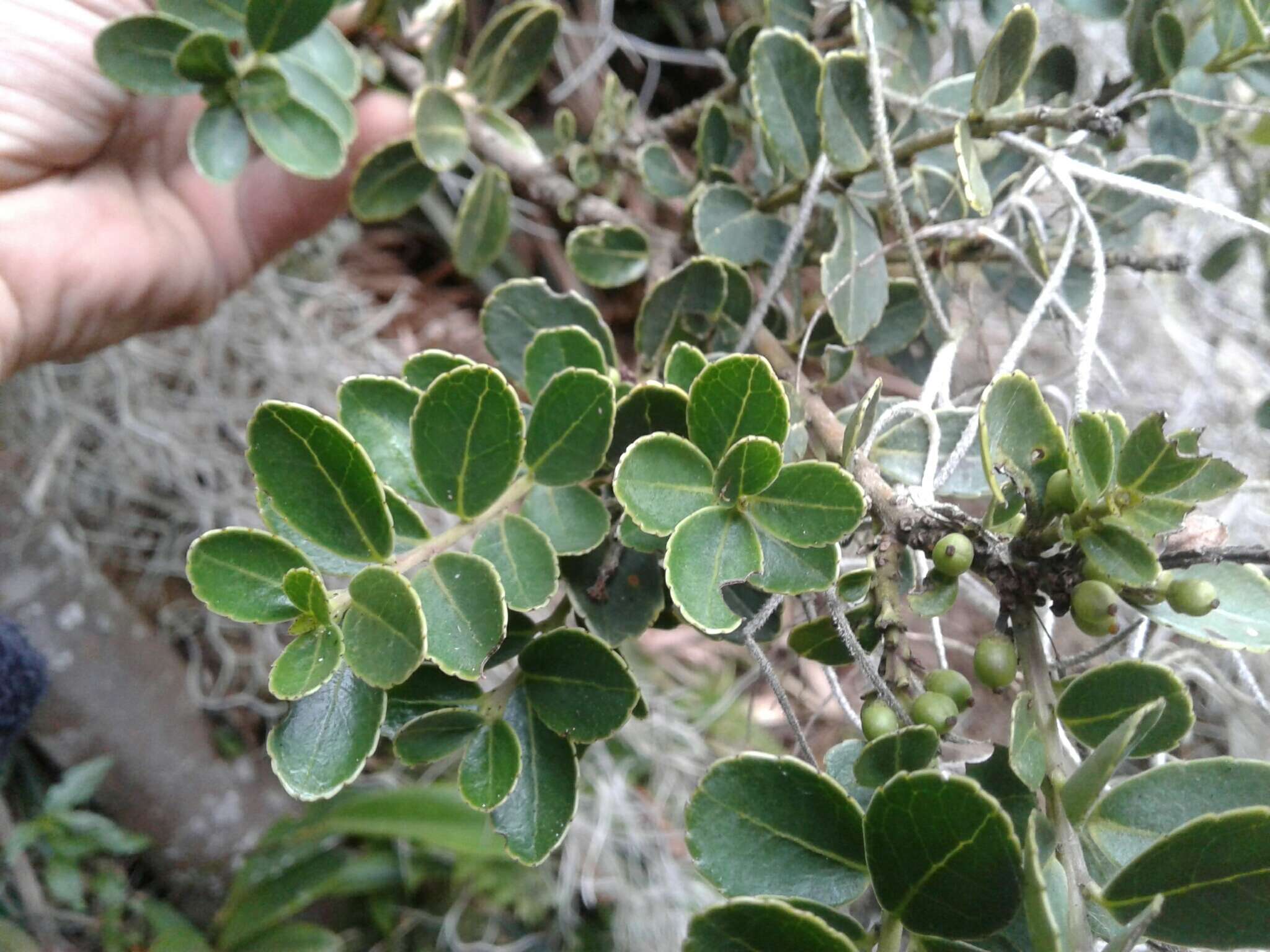 Image of Ilex kunthiana Triana