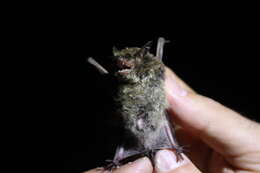 Image of Brandt's Bat
